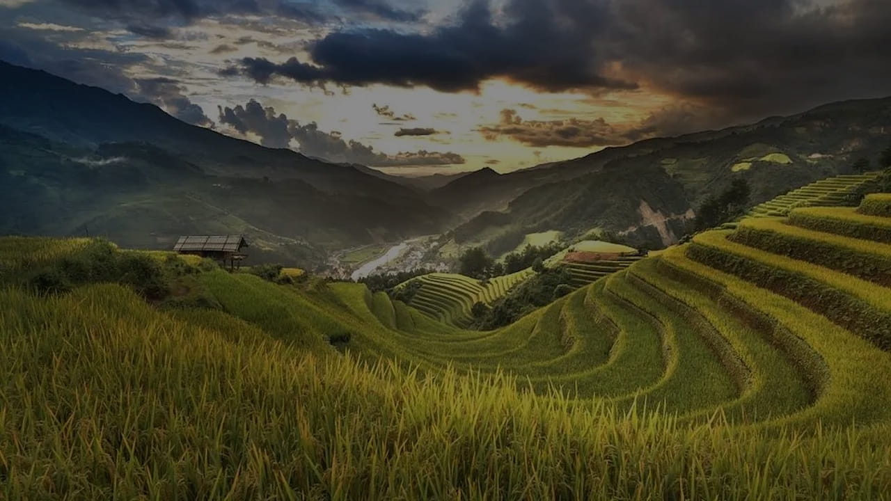 Thong Nguyen Terraced Fields